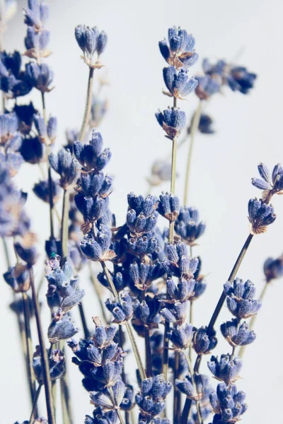 Imagen Borrosa Flores Lavanda Plano Recortado Flores Lavanda Azul Sobre —  Fotos de Stock