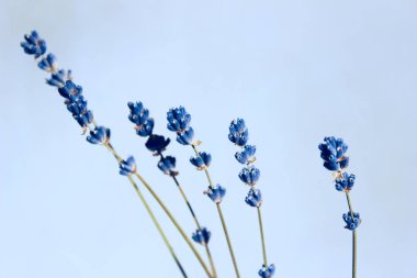 Lavantanın yatay görüntüsü. Soyut doğa geçmişi. Lavanta çiçeklerinin bulanık görüntüsü, kırpılmış çekim. Gri arkaplanda mavi lavanta çiçekleri, yakın plan. 