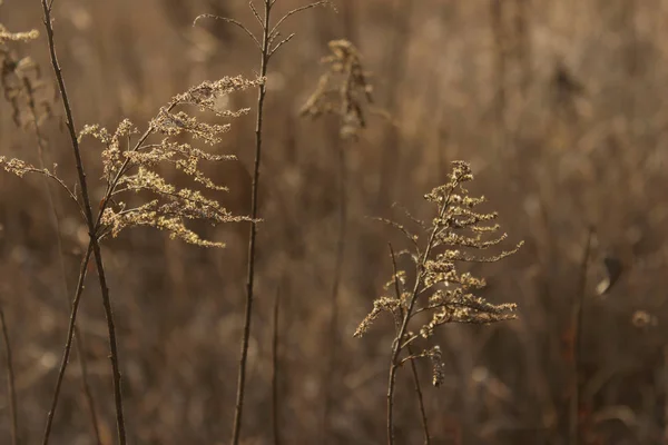 Nature Forest Landscapes Concept Dry Plant Forest Cropped Shot Abstract — 스톡 사진