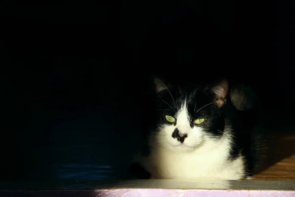 Gato Esmoquin Acostado Cuarto Oscuro Mascotas Concepto Animales Lindo Gato — Foto de Stock