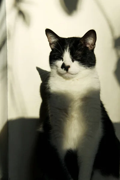 Leuke Smoking Kat Slaapt Terwijl Zitten Verticaal Beeld Zwarte Kat — Stockfoto