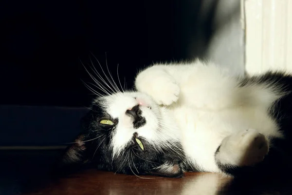 タキシードの猫は暗い部屋に横たわっていた ペット 動物の概念 可愛い猫リラックス — ストック写真