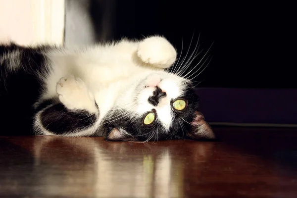 Tuxedo Cat Lying Dark Room Pets Animals Concept Cute Cat — 스톡 사진