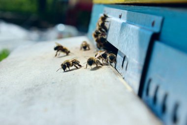 Arı kovanındaki arıların bulanık görüntüsü. Arı kovanındaki arıların bulanık görüntüsü. Arıcılık, böcekler, arı konsepti.