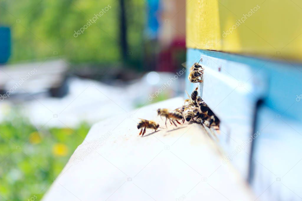 Blurred image of bees in a beehive. Blurred image of bees in a beehive. Beekeeping, insects, apiary concept.