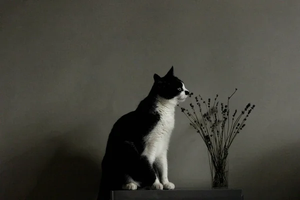 Tuxedo Cat Sits Dark Room Sniffs Lavender Flowers Animals Pets — Stock Photo, Image