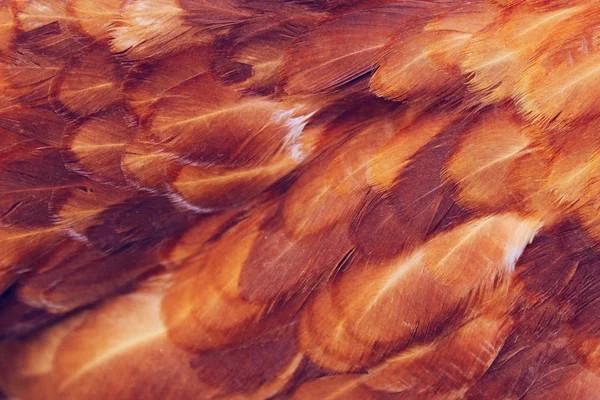 Verschwommenes Bild Hintergrund Der Roten Hühnerfedern Abstrakte Vögel Hintergrund Raum — Stockfoto