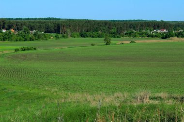 Yeşil alan ve mavi gökyüzü arka planı. Manzara, doğa, tarım arazisi kavramı. Doğa Arkaplanı.