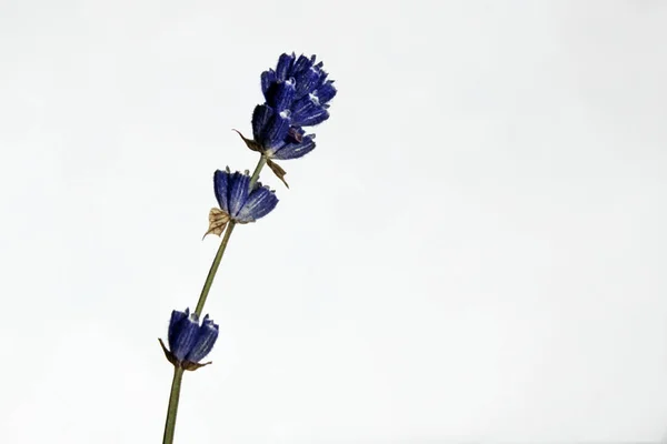 Dry Lavender Flowers White Wall Background Vertical Image Abstract Nature — 스톡 사진