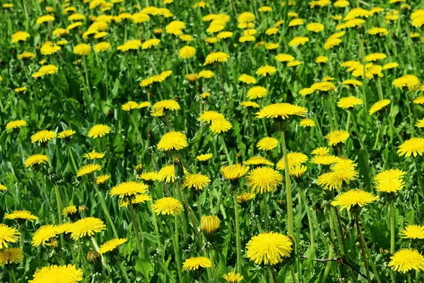 黄色のタンポポのぼやけたイメージ 春の概念 牧草地の作物のショット カラフルな自然背景 — ストック写真