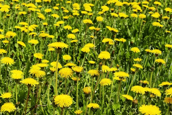 黄色のタンポポのぼやけたイメージ 春の概念 牧草地の作物のショット カラフルな自然背景 — ストック写真