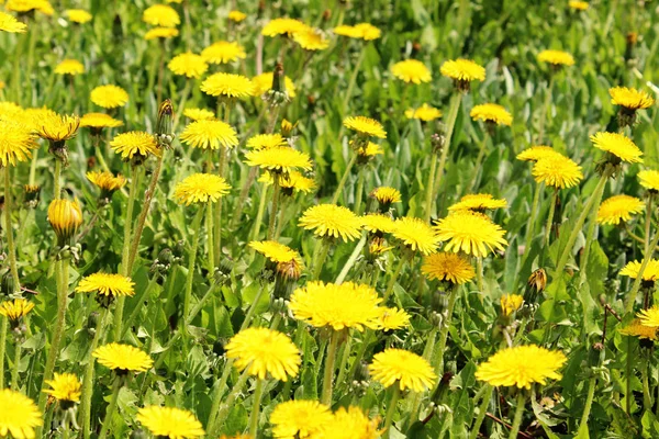 Horisontell Färd Gula Maskrosor Abstrakt Natur Bakgrund Beskärda Skott Äng — Stockfoto