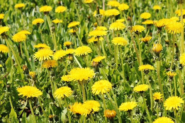 黄色のタンポポの水平方向の画像 抽象的な自然背景 牧草地の作物のショット — ストック写真