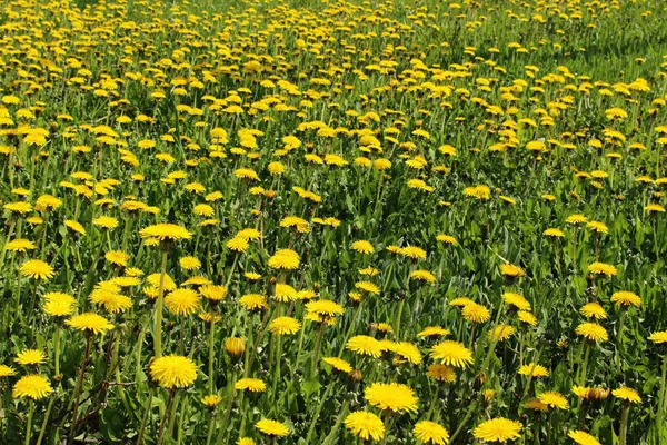 Horizontal mage of yellow dandelions. Abstract nature background. Cropped shot of meadow.