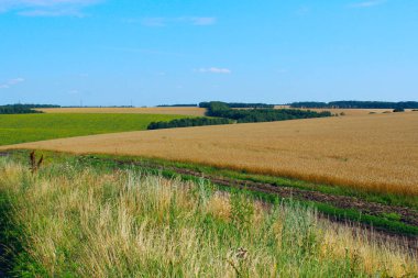 Güzel doğa arka planının bulanık görüntüsü. Yeşil çayır ve mavi gökyüzü arka planı. Muhteşem manzara..