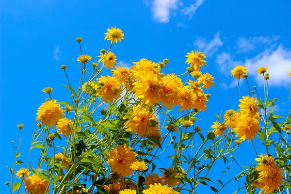 Beskuren Skott Gula Blommor Över Blå Himmel Bakgrund Färgglada Natur — Stockfoto