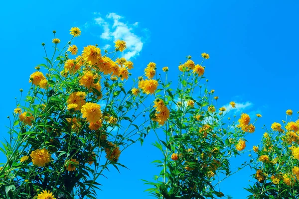Обрізаний Знімок Жовтих Квітів Фоні Блакитного Неба Барвистий Фон Природи — стокове фото