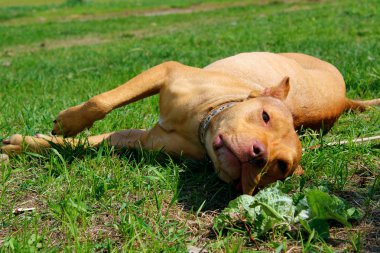 Hayvanlar, evcil hayvan konsepti. Yeşil çimlerin üzerinde duran sevimli zencefilli pitbull teriyeri. Köpek dışarıda dinleniyor.. 