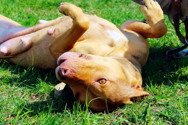 Állatok Háziállatok Koncepciója Aranyos Gyömbéres Pitbull Terrier Zöld Füvön Fekve — Stock Fotó