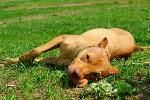 Állatok Háziállatok Koncepciója Aranyos Gyömbéres Pitbull Terrier Zöld Füvön Fekve — Stock Fotó