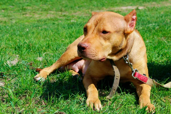 Állatok Háziállatok Koncepciója Aranyos Gyömbéres Pitbull Terrier Zöld Füvön Fekve — Stock Fotó