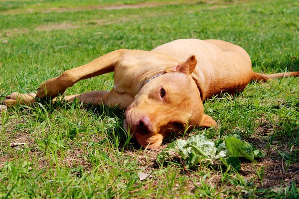 Animais Conceito Animais Estimação Gengibre Bonito Pitbull Terrier Deitado Grama — Fotografia de Stock