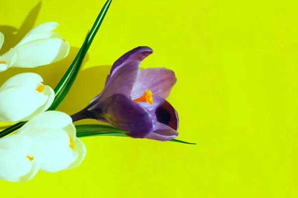 Розмите Зображення Синьої Крокучої Квітки Жовтому Тлі Абстрактний Фон Природи — стокове фото