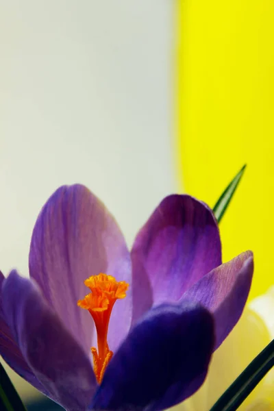 Розмите Зображення Синьої Квітки Крупи Жовтому Білому Тлі Абстрактний Фон — стокове фото