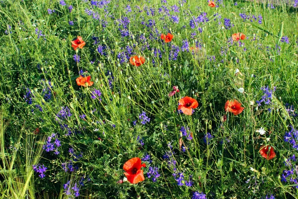 Colorful Flowers Outdoor Red Poppy Flower Meadow Beautiful Nature Background — Stock Photo, Image