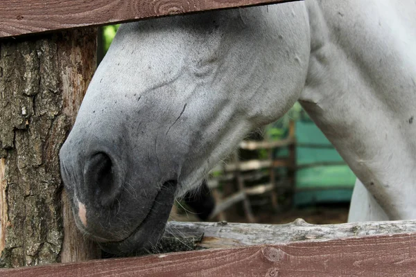 Schnappschuss Eines Weißen Pferdes Pferd Stall Schimmel Freien Tierkonzept — Stockfoto