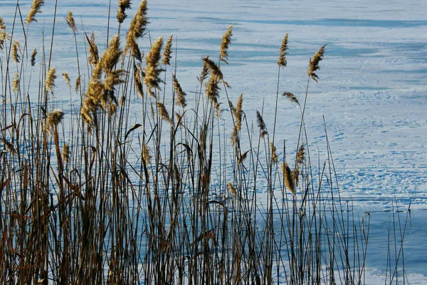 Smukt Vinterlandskab Sump Græs Vinteren Sumpnaturen - Stock-foto