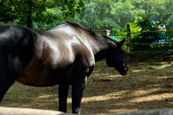 Wazig Beeld Van Zwart Paard Buiten Gehakt Van Een Prachtig — Stockfoto