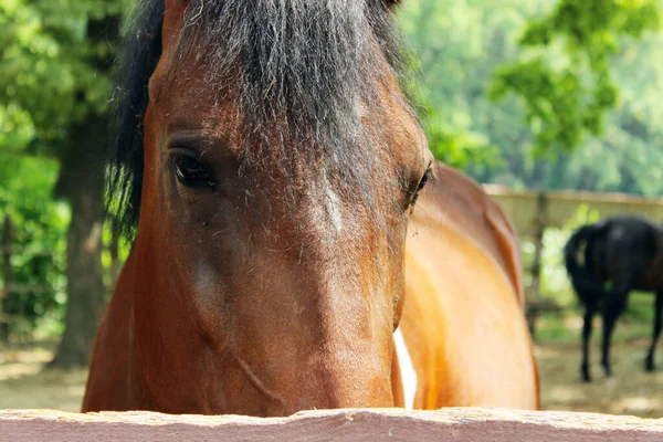 Tiro Corto Caballo Marrón Tiro Corto Caballo Aire Libre Caballo —  Fotos de Stock