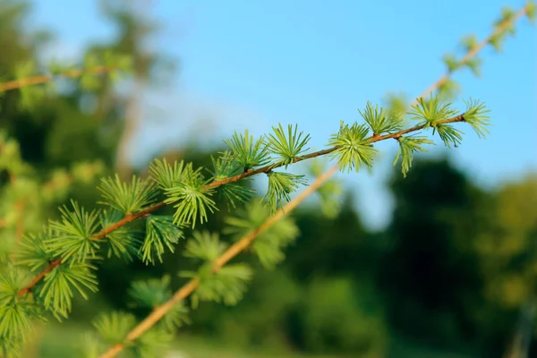 Размытый Образ Природы Аннотация Nature Background Нарезанный Кусочек Хвойных Ветвей — стоковое фото