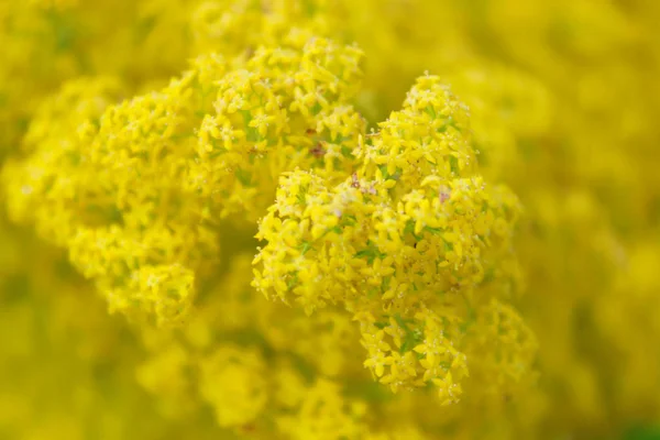 Fundo Natureza Desfocado Tiro Borrado Flores Amarelas Natureza Textura Fundo — Fotografia de Stock