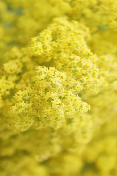 Blurry nature background. Blurrred shot of yellow flowers. Nature texture background.