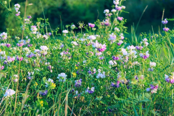 Immagine Sfocata Del Campo Fiori Sfondo Paesaggio Colorato Sfondo Della — Foto Stock