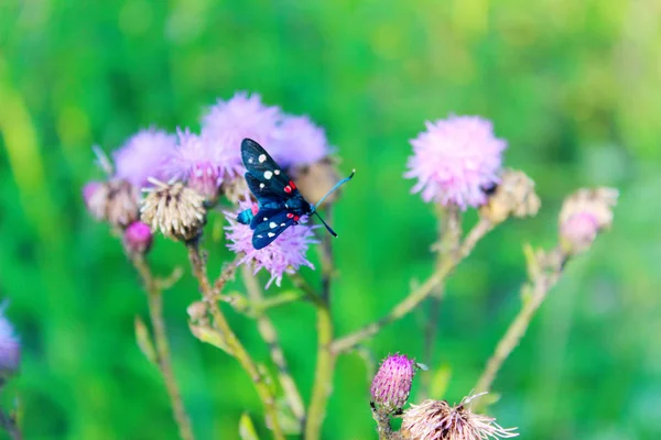 Imagen Borrosa Flores Rosadas Mariposa Negra Vista Horizontal Fondo Colorido —  Fotos de Stock