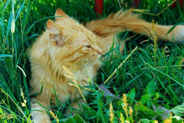 Kızıl kedi çimenlerin üzerinde yatar, yatay görüş. Kırmızı kedi dışarıda. Evcil hayvanlar, hayvanlar konsepti.