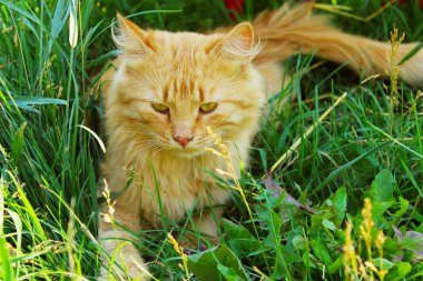 Kızıl kedi çimenlerin üzerinde yatar, yatay görüş. Kırmızı kedi dışarıda. Evcil hayvanlar, hayvanlar konsepti.