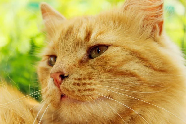 Imagen Borrosa Gato Rojo Aire Libre Tiro Recortado Ginger Cat — Foto de Stock
