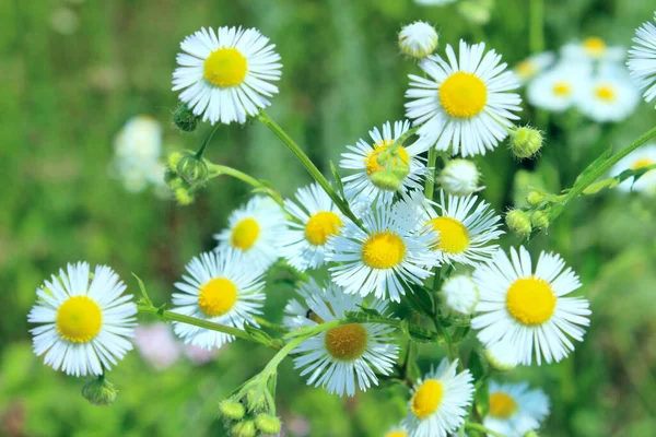 Verschwommenes Bild Weißer Kamillen Unscharfer Hintergrund Weißer Blumen Abstrakter Hintergrund — Stockfoto