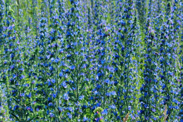 Imagen Borrosa Prado Verde Flores Azules Hermoso Fondo Natural Pastizales — Foto de Stock