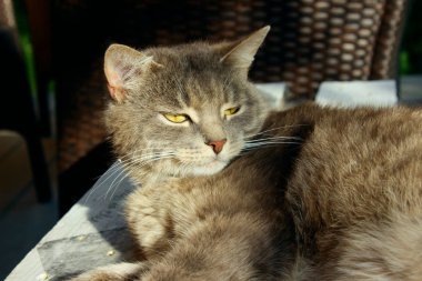 Açık havada yatan sevimli gri tekir kedi, kırpılmış atış. Hayvanlar, memeliler, prts konsepti. Cat, kapat..