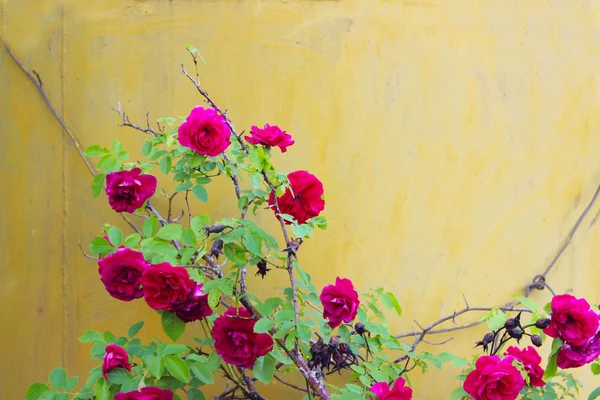 Rote Rosen Garten Aus Nächster Nähe Abstrakter Botanischer Hintergrund Rote — Stockfoto