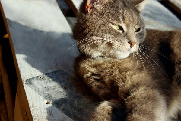 Açık Havada Yatan Sevimli Gri Tekir Kedi Kırpılmış Atış Hayvanlar — Stok fotoğraf