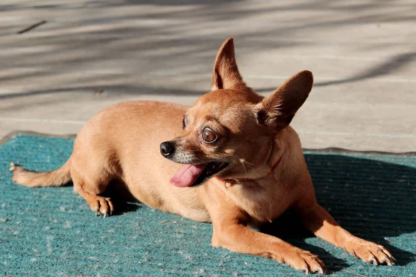 Mignon Petit Chien Couché Extérieur Chien Dehors Chihuahua Chien Vue — Photo