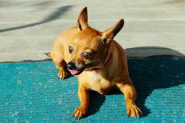 Söt Liten Hund Som Ligger Utomhus Hund Utanför Chihuahua Hund — Stockfoto