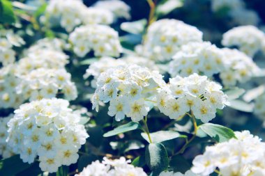 Küçük beyaz çiçeklerin bulanık görüntüsü. Botanik geçmişi. Çiçek açan.