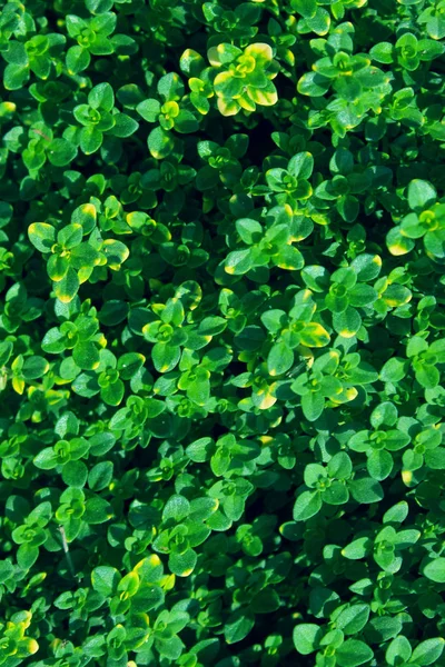 緑の草の背景のぼやけたショット 要旨自然背景 — ストック写真